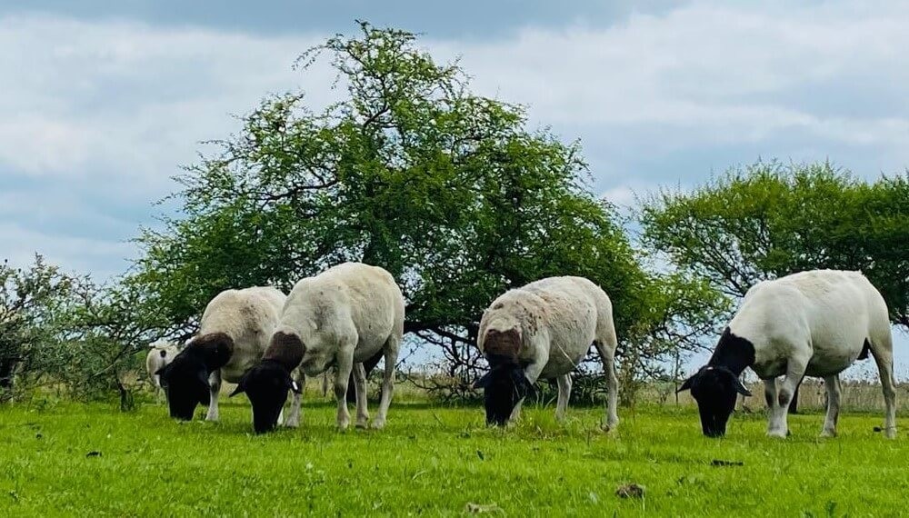 Alerta de Senasa: se detect&oacute; la &ldquo;vaca loca&rdquo; de los ovinos en Argentina y el pa&iacute;s pierde un status sanitario