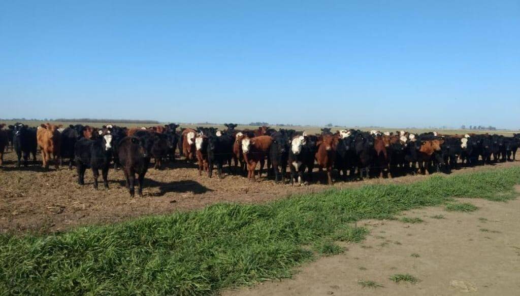 Retenci&oacute;n y recr&iacute;a: los n&uacute;meros del primer trimestre confirman el cambio de estrategia ganadera