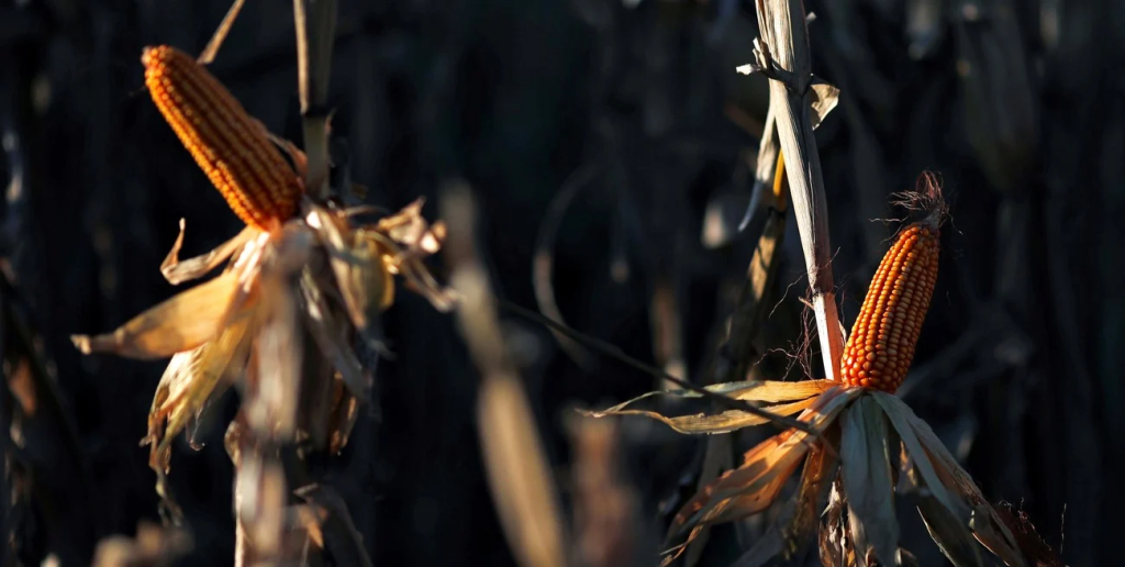 Granos: r&eacute;cord de existencias de ma&iacute;z y un mercado de soja en plena reconfiguraci&oacute;n