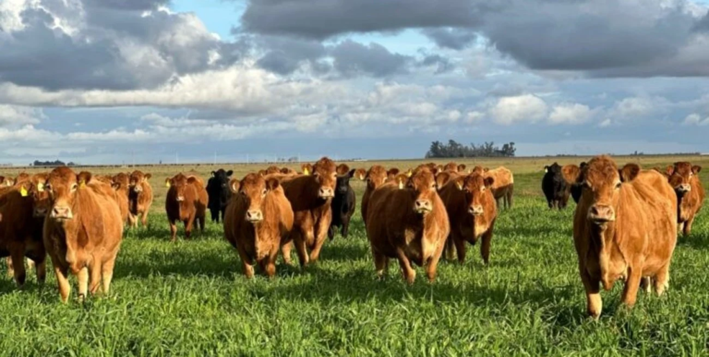 El "boom ganadero" se consolida y marca el eje del Congreso Ganadero Rosario 2026