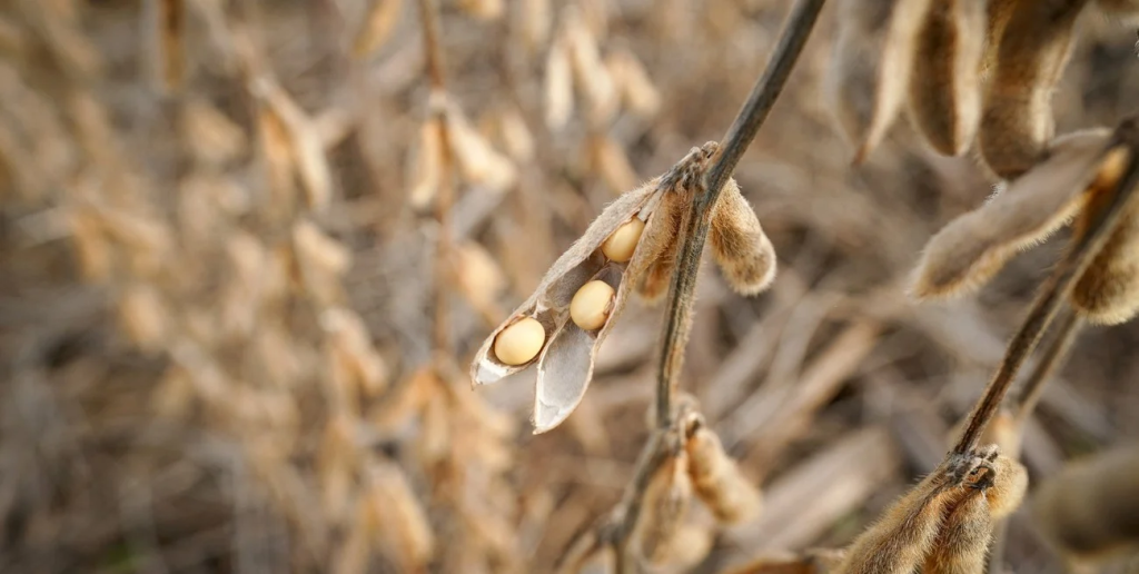 Soja: la presi&oacute;n de cosecha se intensifica en medio de la tensi&oacute;n en Medio Oriente
