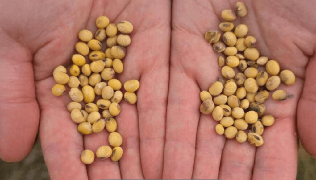 Las semillas y la propiedad intelectual: Argentina pierde por goleada en gen&eacute;tica de soja frente a Brasil