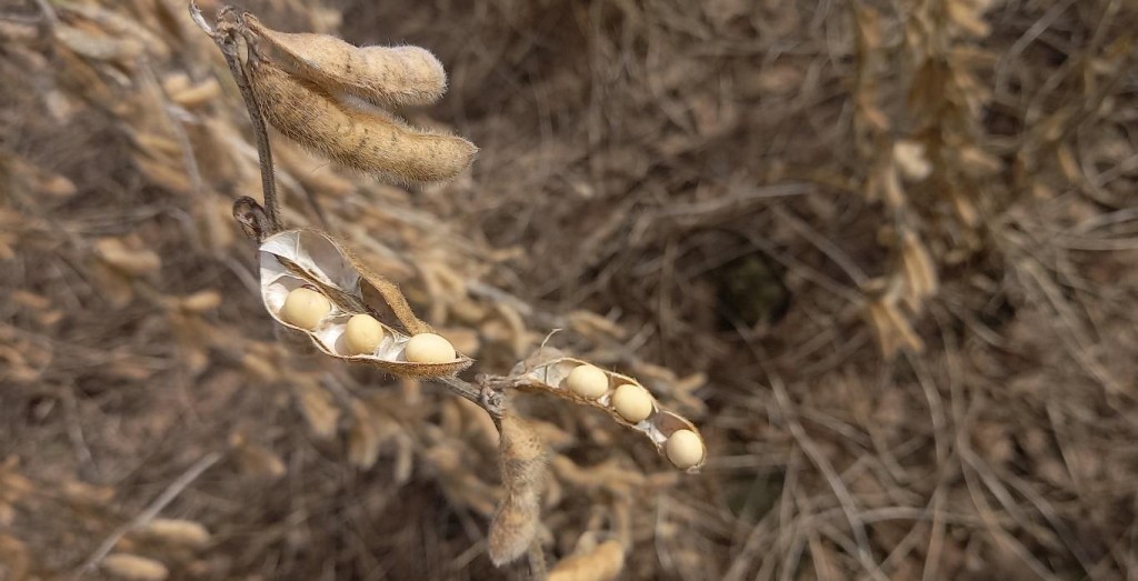 Informe de la Bolsa de Comercio de Santa Fe al 14 de abril del 2026