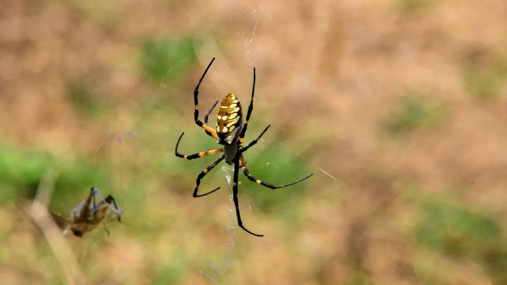 Con veneno de ara&ntilde;as proyectan un bioinsecticida de precisi&oacute;n contra plagas resistentes