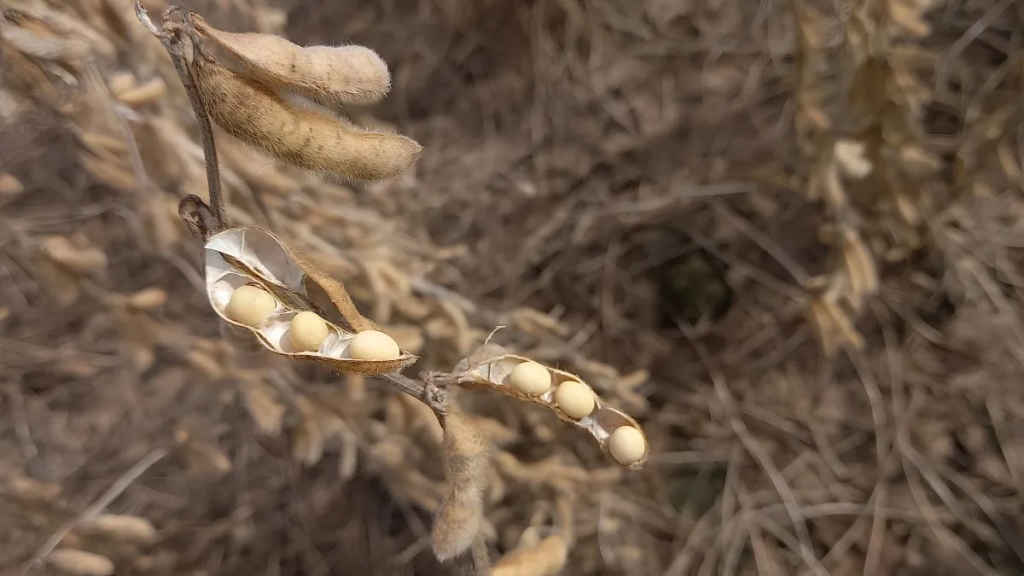 Llueve sobre mojado: las precipitaciones no permiten retomar la cosecha