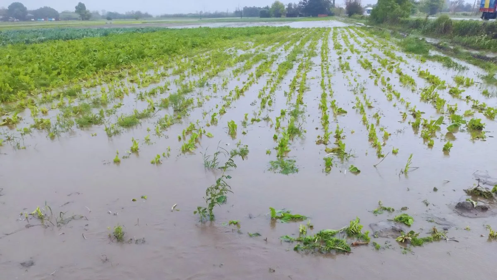 Lluvias complican al cintur&oacute;n hort&iacute;cola santafesino: anegamientos y p&eacute;rdidas para los quinteros