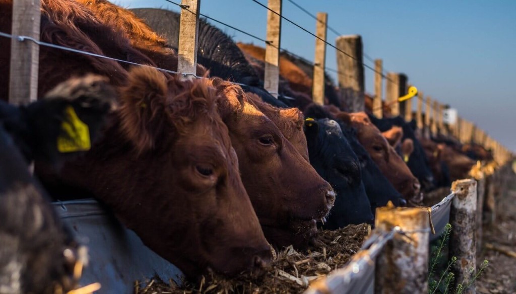 El boom ganadero y algunas dudas en el feedlot: &ldquo;&iquest;Cu&aacute;nto hay para seguir creciendo si el consumidor te pone un techo?&rdquo;