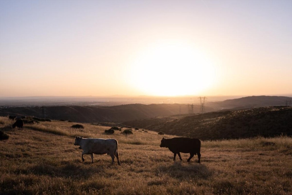 Carne r&eacute;cord en Estados Unidos: el laberinto de un mercado sin vacas