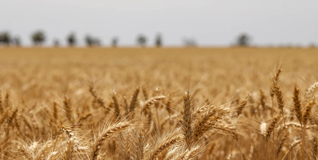 Campa&ntilde;a de trigo 2026/27: el impacto del conflicto de Medio Oriente en los n&uacute;meros del productor argentino