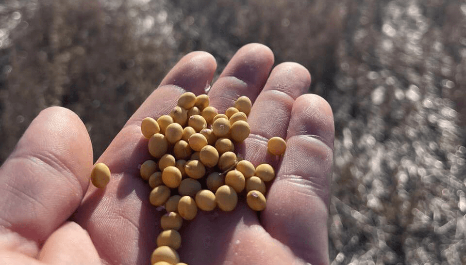 Un debate empantanado: semilleros en crisis y productores que no se quieren &ldquo;inmolar&rdquo; con UPOV 91