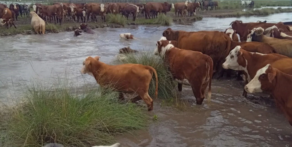 Panorama alarmante en el norte santafesino: reclaman la emergencia h&iacute;drica y agropecuaria