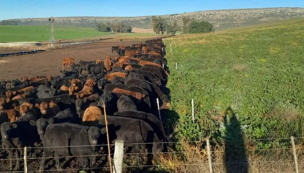 Otro viento a favor ganadero: cambia el mapa mundial de la carne y Argentina est&aacute; bien posicionada