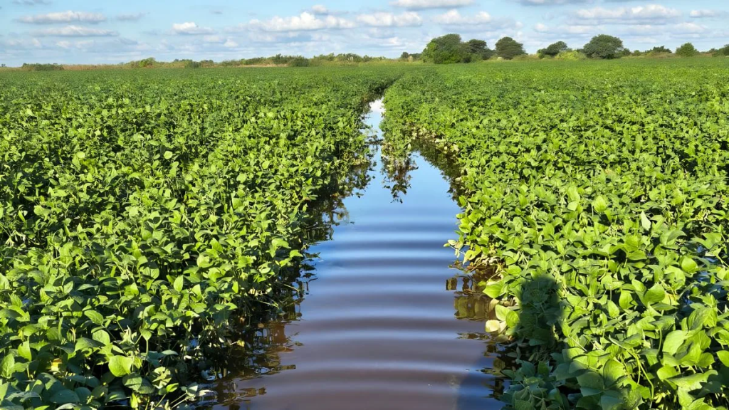 Diluvio en Villa Minetti: campos inundados y caminos intransitables ponen en peligro la cosecha de soja
