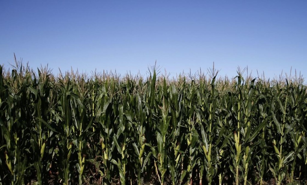 Ma&iacute;z: eval&uacute;an s&iacute;ntomas foliares que podr&iacute;an estar relacionados con la chicharrita