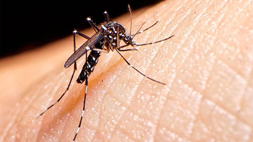 Santiago del Estero suma nuevos casos de chikungunya y ya son 47 en medio del brote