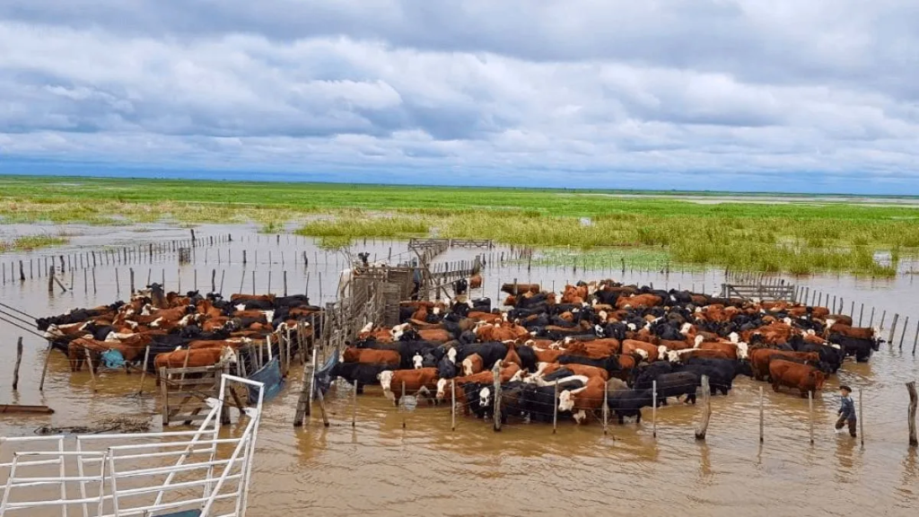 Emergencia h&iacute;drica: extienden la vacunaci&oacute;n antiaftosa en el centro norte de Santa Fe