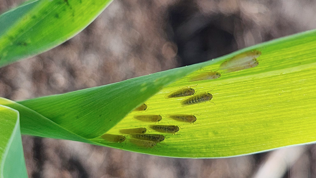 Chicharrita: sube la presi&oacute;n en 2026, pero llega tarde para la mayor&iacute;a del ma&iacute;z