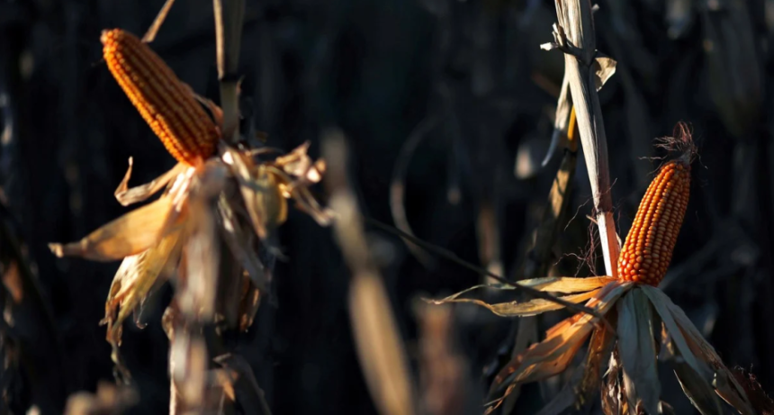 Granos: r&eacute;cord de existencias de ma&iacute;z y un mercado de soja en plena reconfiguraci&oacute;n