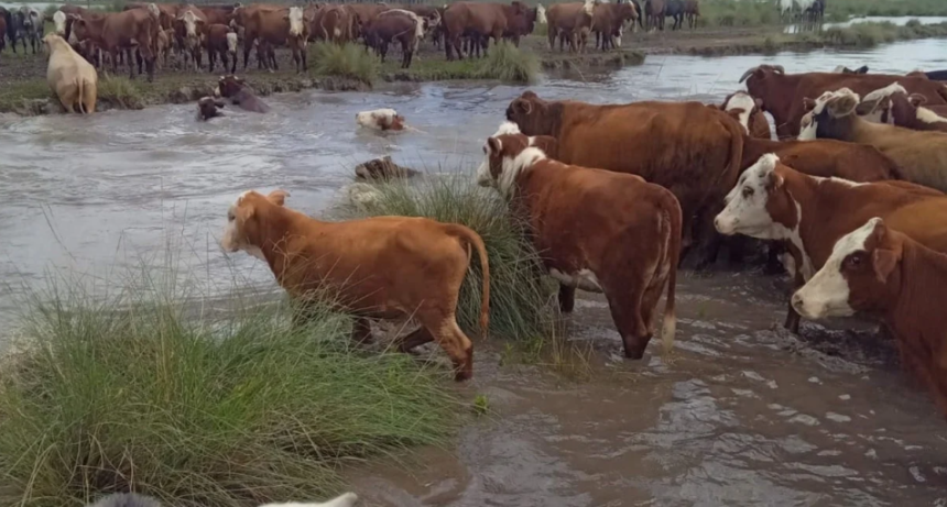 Panorama alarmante en el norte santafesino: reclaman la emergencia h&iacute;drica y agropecuaria