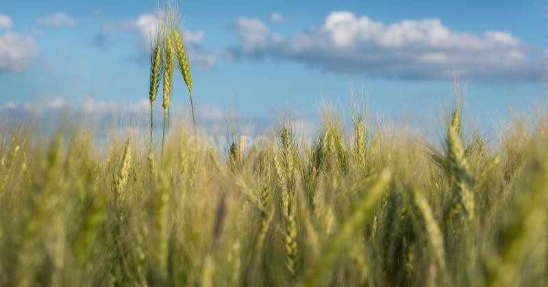 En el norte, el trigo no es marginal sino que tiene otro potencial 
