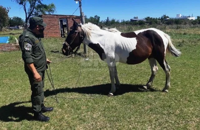 Faena clandestina en Santa Fe: la Assal enumeró los riesgos de consumir carne de caballo