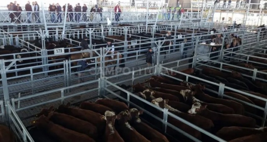 La vaca sigue sobre ofertada y lo siente el precio de la conserva