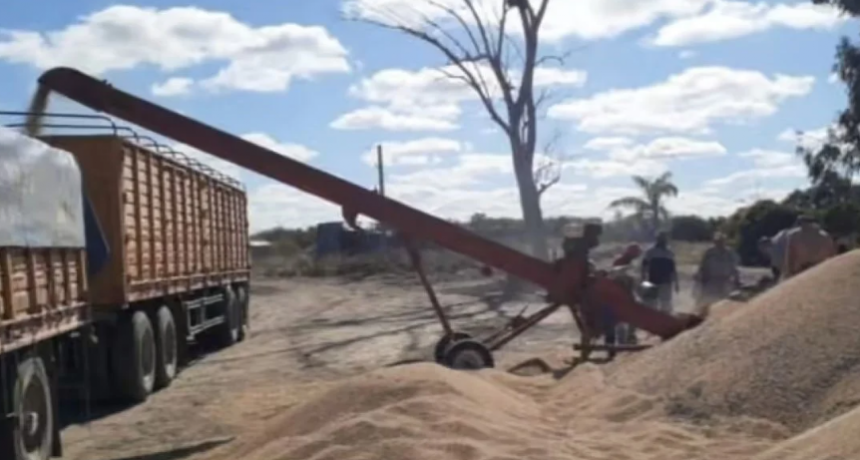 Lo sorprendieron trillando el campo de soja a su vecino: el robo supera los 200 millones de pesos