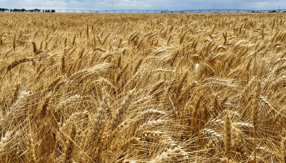 Retenciones: el agro celebra la medida para trigo y cebada, pero insiste en “reconsiderarla” en granos gruesos