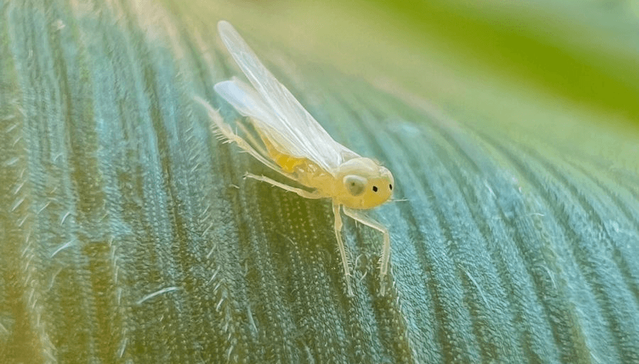 El “regreso” de la chicharrita del maíz: ¿cuáles son los mejores insecticidas y biológicos para frenarla?