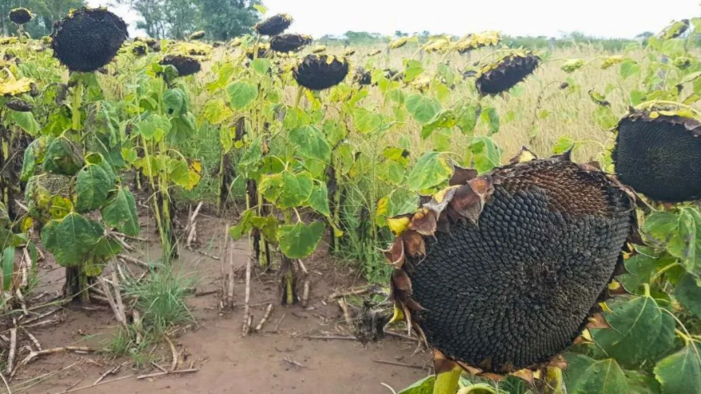 Campaña de girasol: récord histórico de rendimiento y un fuerte impacto en la economía argentina