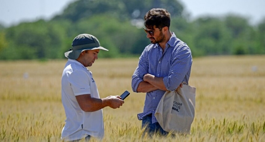 Rentabilidad “interesante” y clima a favor: el trigo se prepara para desplegar su máximo potencial