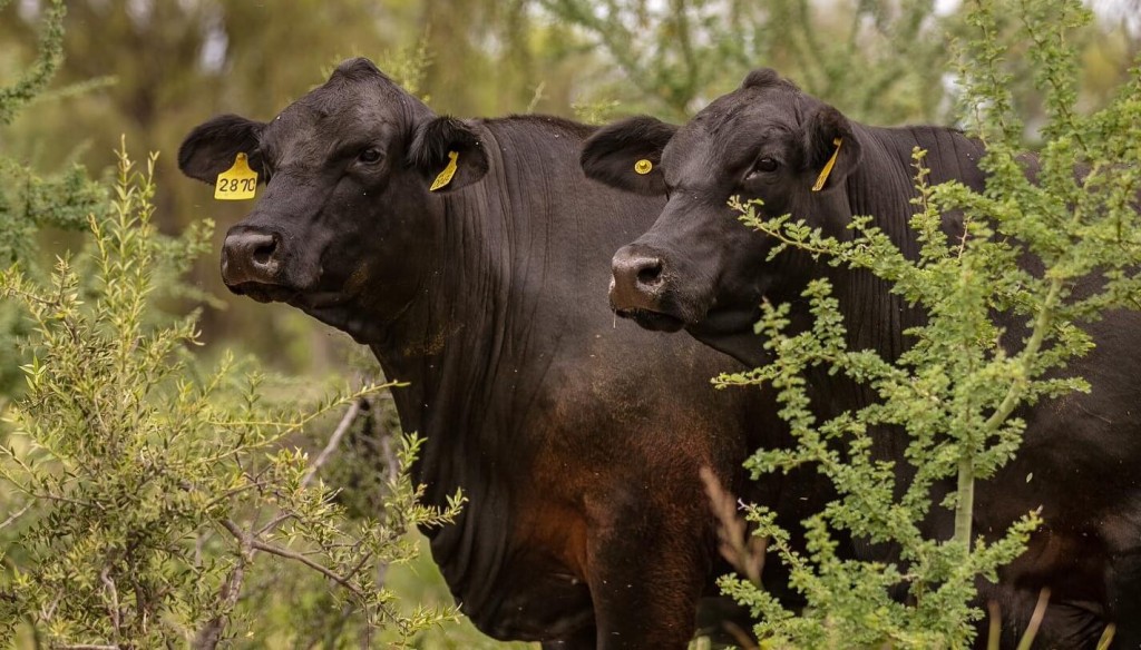 Falta de hacienda y d&oacute;lar atrasado: dos &ldquo;cuellos de botella&rdquo; en el sendero exportador de la carne