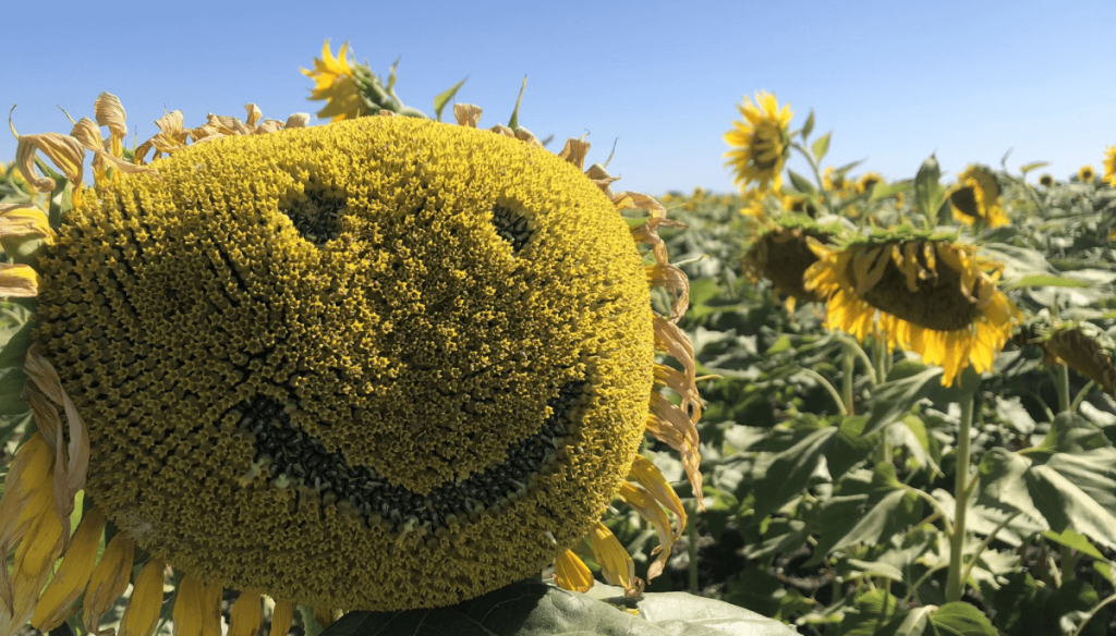 Una cosecha sin techo: en el tramo final de la campa&ntilde;a, el girasol agranda m&aacute;s el r&eacute;cord 2026/27