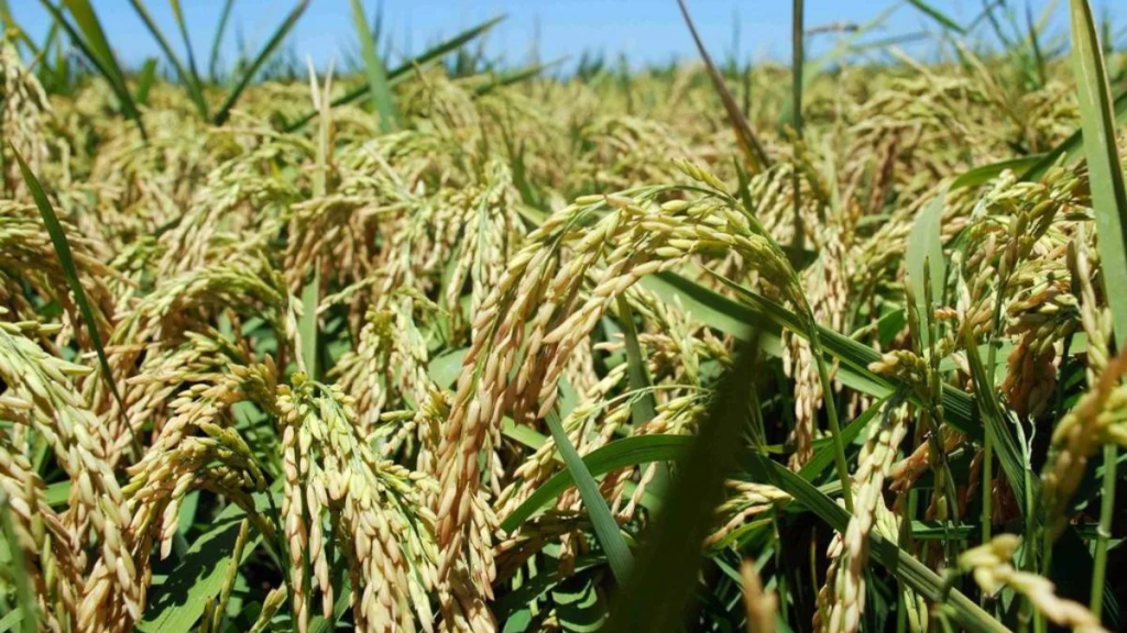 Productores arroceros en crisis: precios inviables paralizan la actividad en Santa Fe