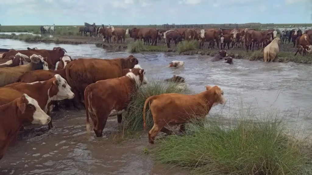 Inundaciones en Santa Fe: se declar&oacute; la emergencia agropecuaria con medidas clave en cuatro departamentos