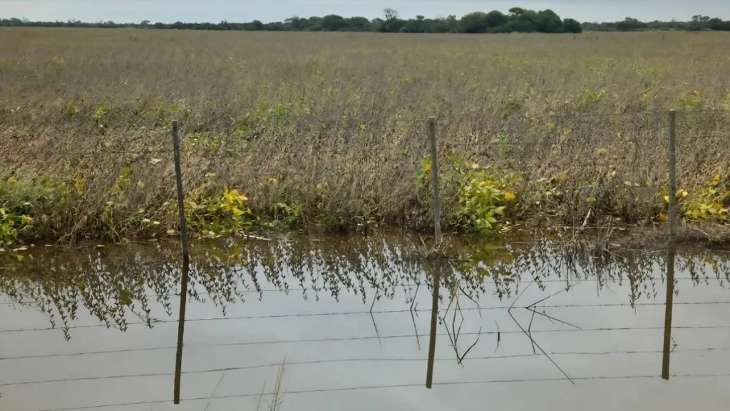 La preocupaci&oacute;n de un productor de Villa Minetti por las lluvias en el norte de Santa Fe: "La cosecha va camino a perderse"