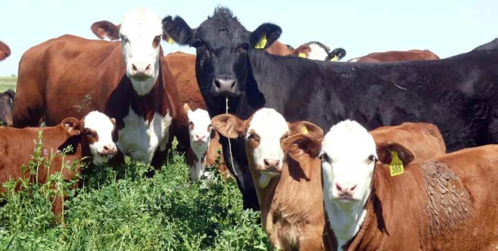Garrapata bovina: el desaf&iacute;o sanitario que redefine la estrategia ganadera