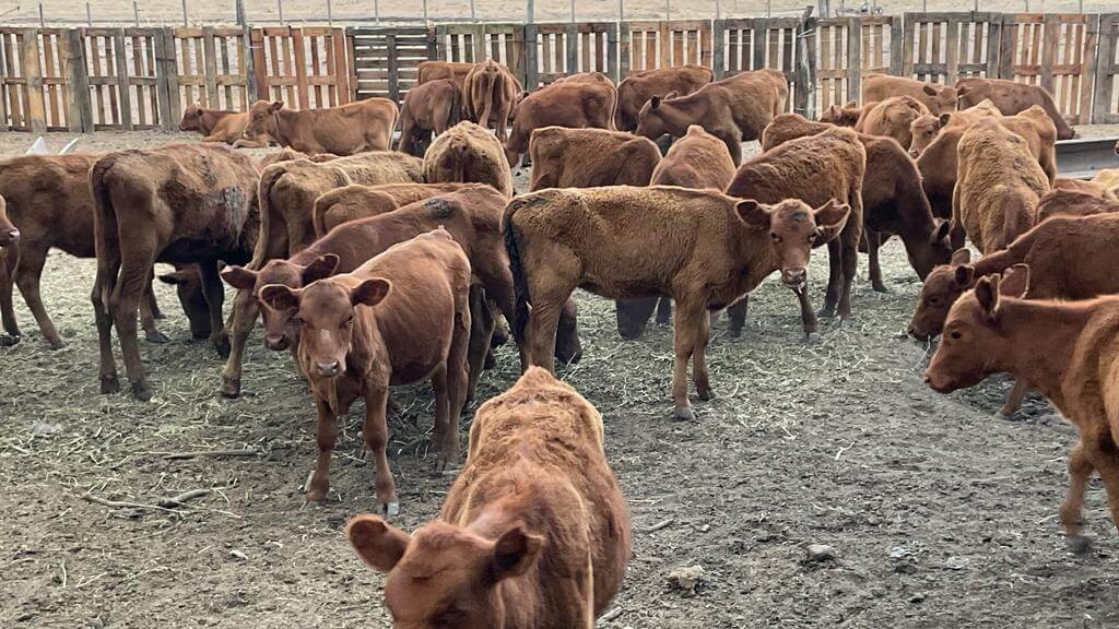 Los terneros marcan el ritmo de un a&ntilde;o at&iacute;pico para la ganader&iacute;a: la zafra m&aacute;s lenta en una d&eacute;cada