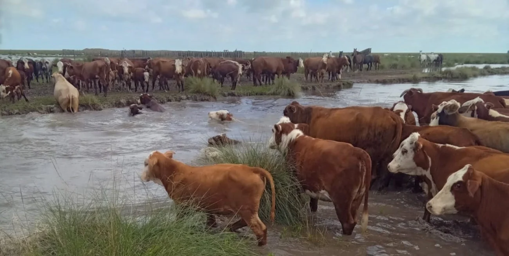 Emergencia agropecuaria en Santa Fe: qu&eacute; zonas est&aacute;n en riesgo y qu&eacute; medidas se aplican