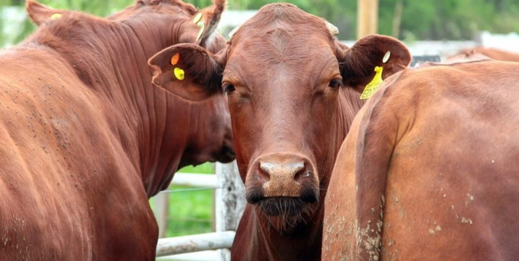 Productores ganaderos tienen tiempo hasta junio para registrarse en VISEC CARNE