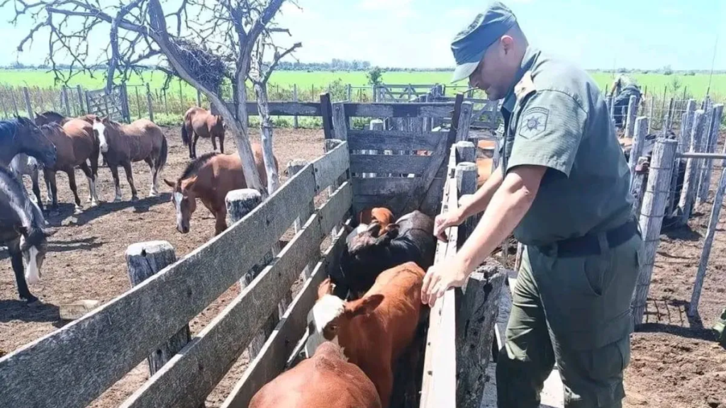 Abigeato en el norte santafesino: productores se organizan para frenar la impunidad rural