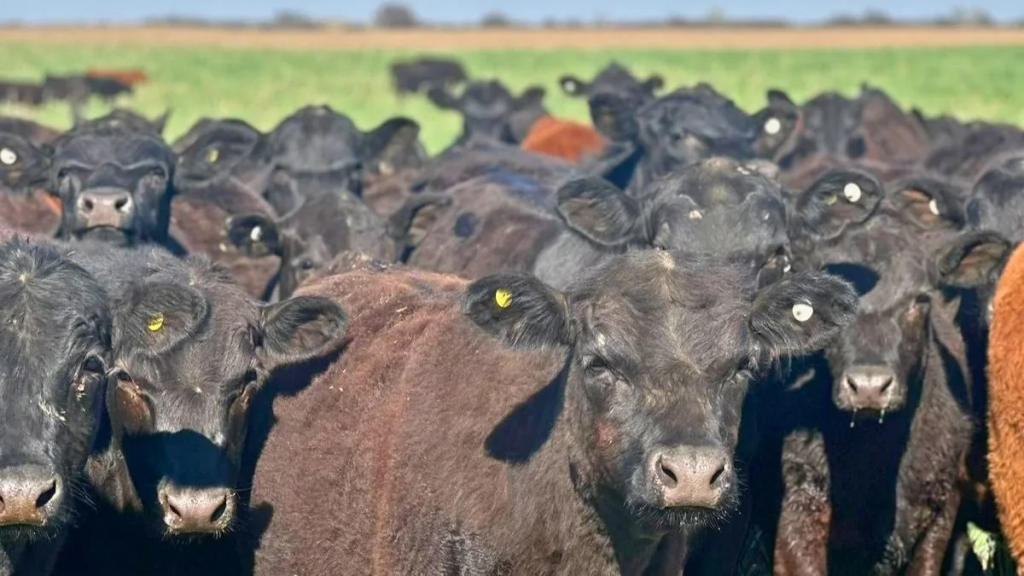 La Sociedad Rural de Santa Fe renov&oacute; su cr&iacute;tica a VISEC Carne y alert&oacute; una nueva &ldquo;retenci&oacute;n&rdquo; a los granos