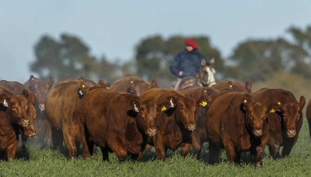 Retenci&oacute;n de vientres y feedlots llenos: &ldquo;Hoy la ganader&iacute;a tiene la dopamina por las nubes&rdquo;