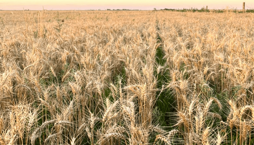 Siembra de trigo: desde Rosario avizoran 500.000 hect&aacute;reas menos, por el alto costo de la urea