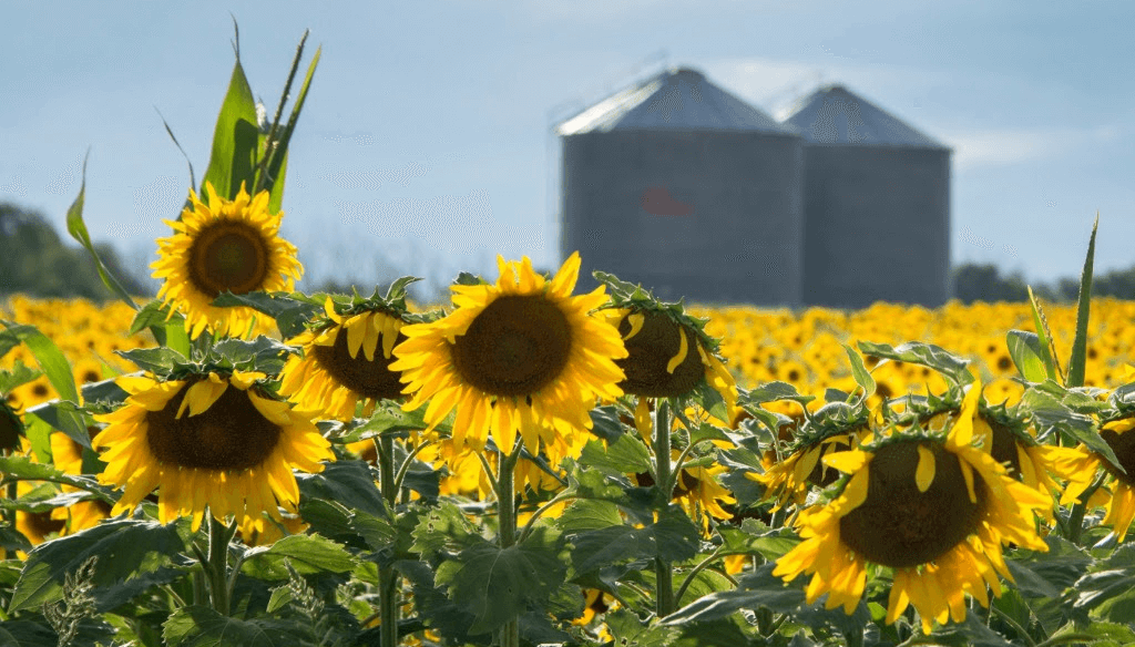 El mundo le sigue poniendo fichas al girasol argentino: el USDA ya anticipa otra campa&ntilde;a de expansi&oacute;n