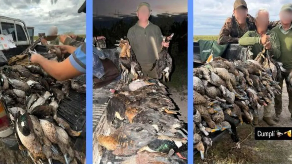 Caza de animales en el norte de Santa Fe: los detalles de la denuncia del Gobierno por fotos virales