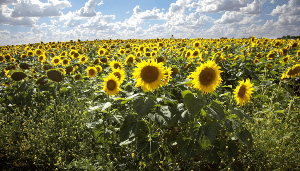 De la siembra a la cosecha, todo fue r&eacute;cord: los n&uacute;meros de la hist&oacute;rica campa&ntilde;a de girasol