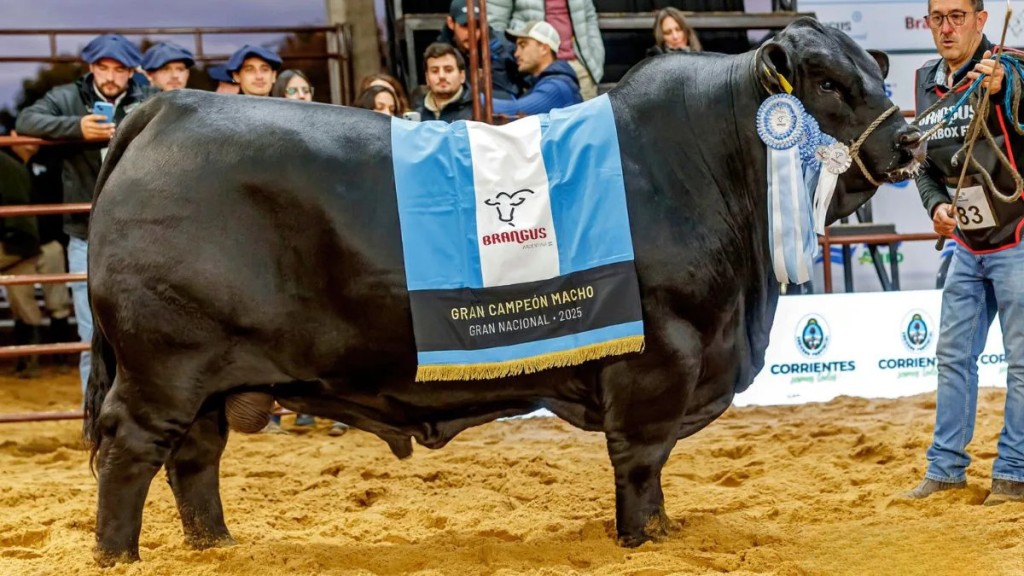 Las Nacionales 2026 llegan con m&aacute;s caba&ntilde;as y m&aacute;s de 1.000 animales en Corrientes