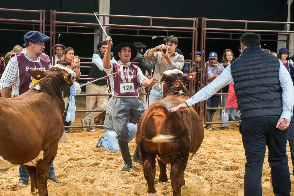 Los terneros Braford mostraron el gran presente de la raza
