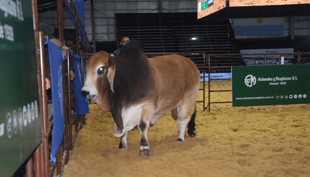 El boom ganadero est&aacute; firme en la gen&eacute;tica: pagan $ 40 millones por el 50% de un toro Brahman